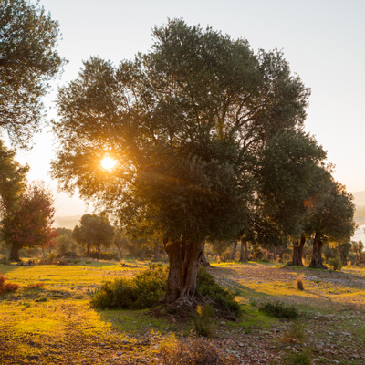 Olivenöl extra nativ aus biologischem Anbau
