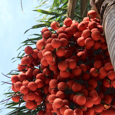 Palmöl 36-38° aus biologischem Anbau